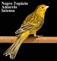 /album/canariobisnau/negro-topazio-amarelo-intenso-jpg/